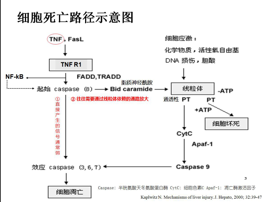 肝炎肝硬化肝癌进展PPT课件.ppt_第3页