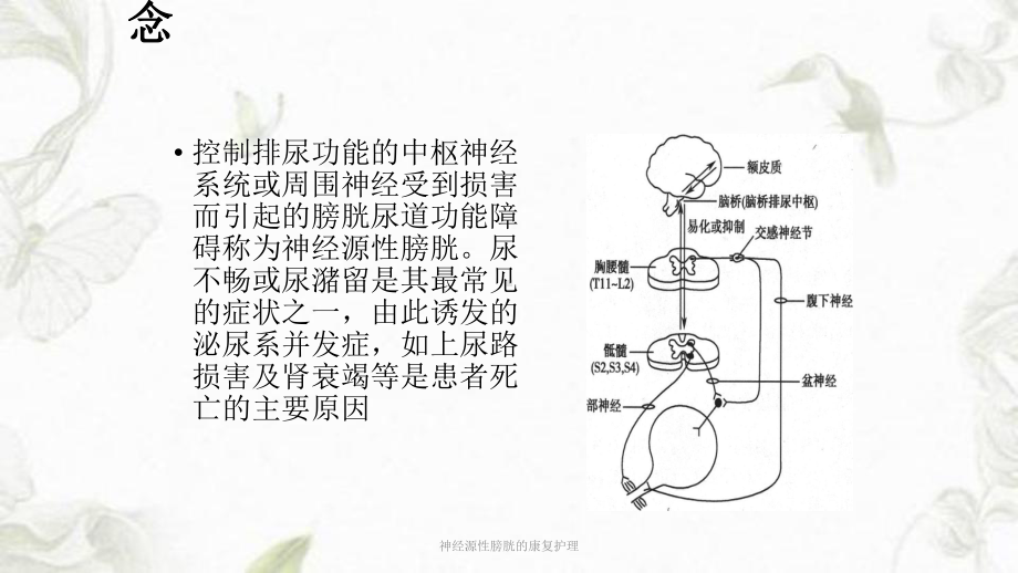 神经源性膀胱的康复护理ppt课件.ppt_第2页