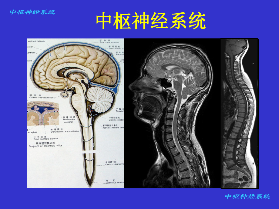 第八章中枢神经系统课件(第6版-1).ppt_第3页