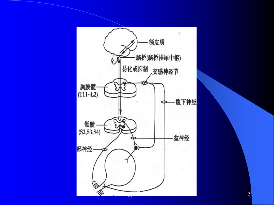 神经源性膀胱的中医药治疗-ppt课件.ppt_第3页