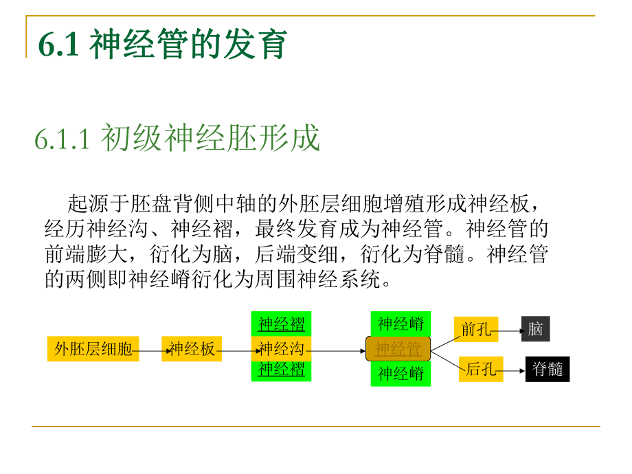 神经生物课件-神经系统发育.ppt_第2页