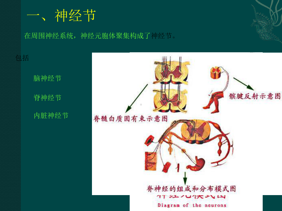 周围神经系统结构介绍课件.pptx_第3页