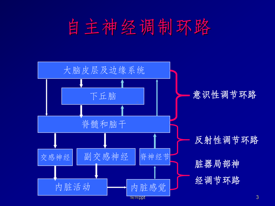 植物神经系统的解剖及临床课件.ppt_第3页