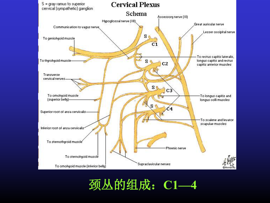 周围神经损伤的诊断与治疗-图文课件.ppt_第3页