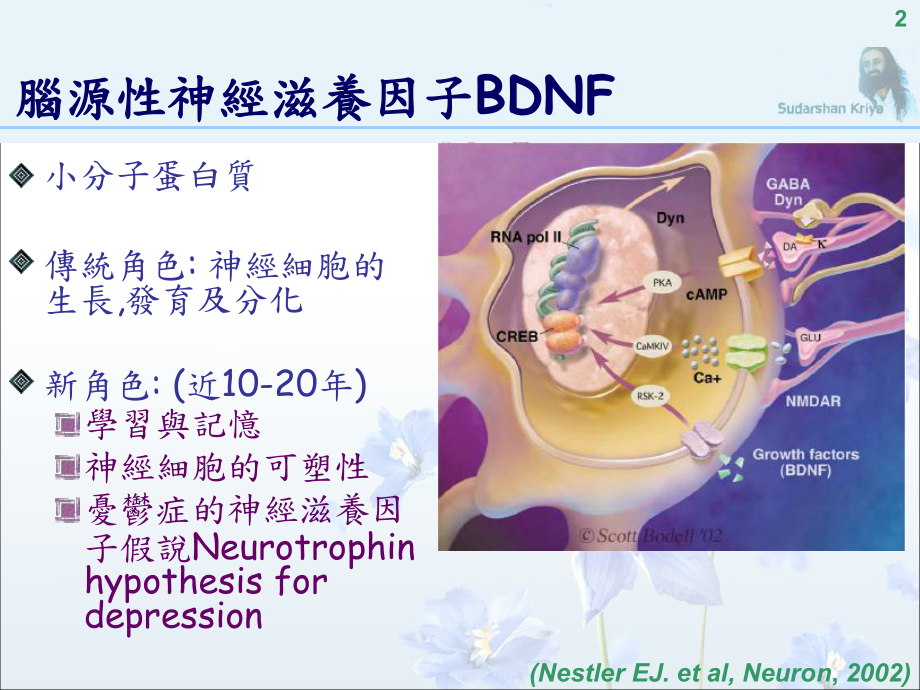 脑源性神经滋养因子在净化呼吸法瑜珈抗忧郁功效中扮演的角色The课件.ppt_第2页