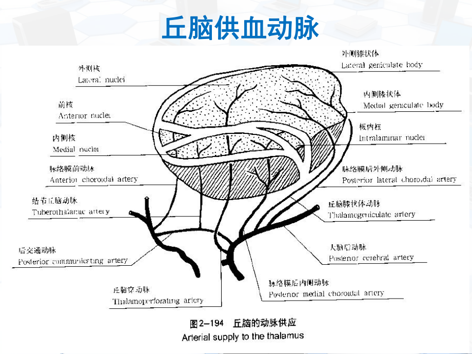 丘脑供血动脉及丘脑梗死（神经内科）课件.ppt_第3页