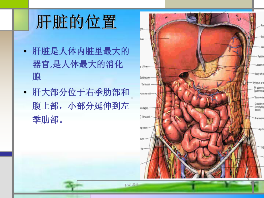 肝叶切除手术配合-ppt课件.ppt_第3页