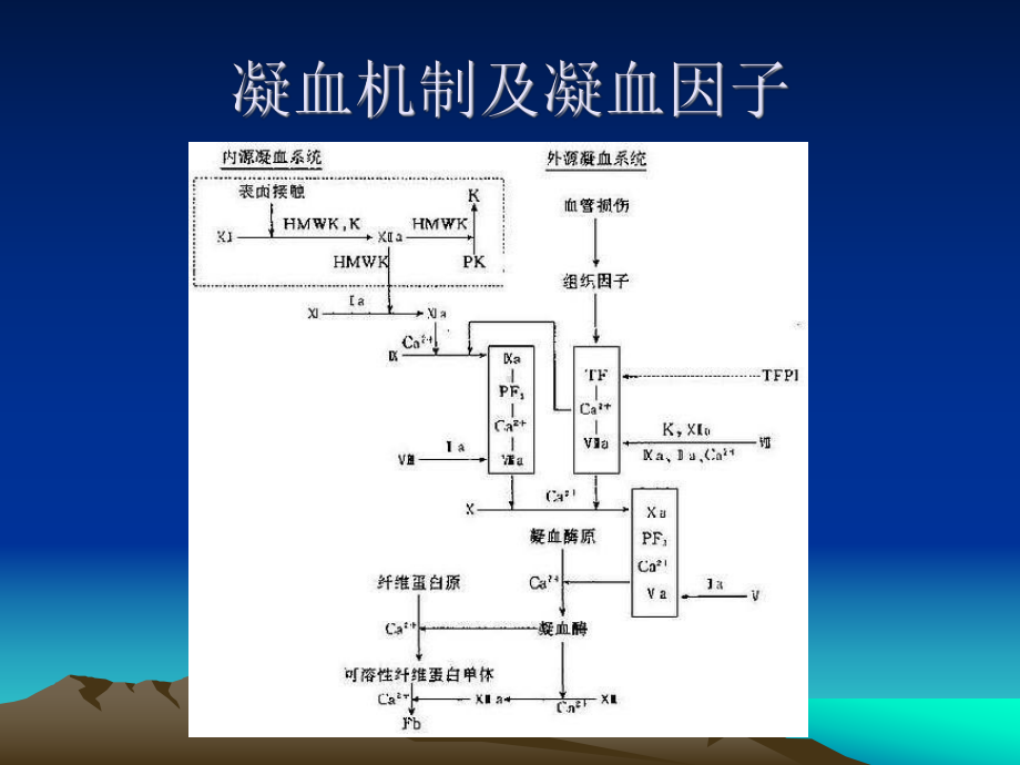 低分子肝素与肝素的区别2课件.ppt_第3页