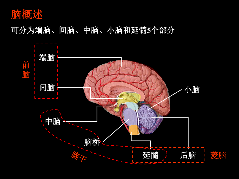 神经系统解剖课件.ppt_第3页