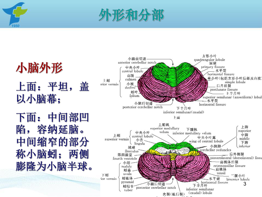 小脑出血诊疗规范PPT课件.ppt_第3页