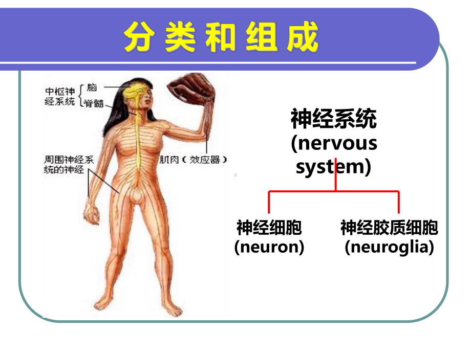 人体生理学课件-神经系统.ppt_第3页