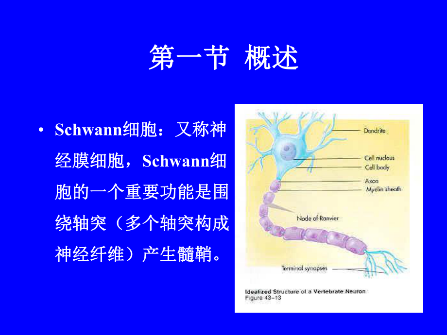 外科学课件之周围神经损伤.ppt_第2页