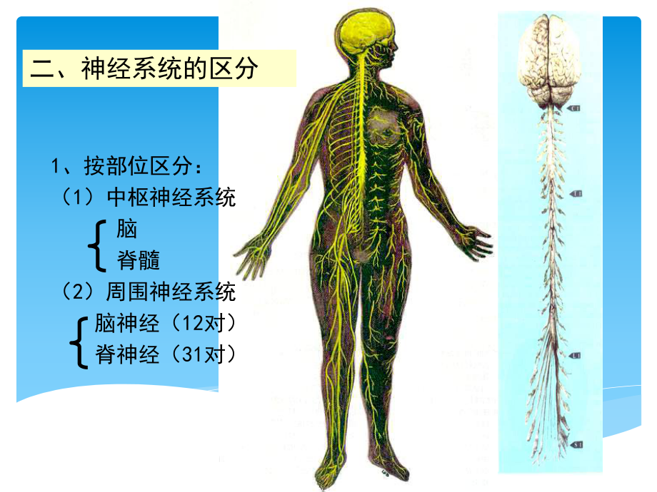 神经系统介绍课件.pptx_第3页