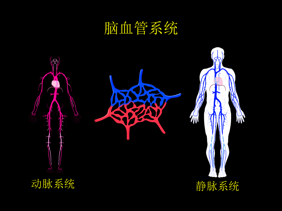 神经血管的解剖-ppt课件.ppt_第1页