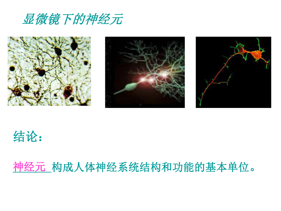 人体的神经系统课件.ppt_第2页