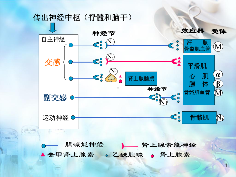 传出神经系统药理学PPT演示课件.ppt_第1页