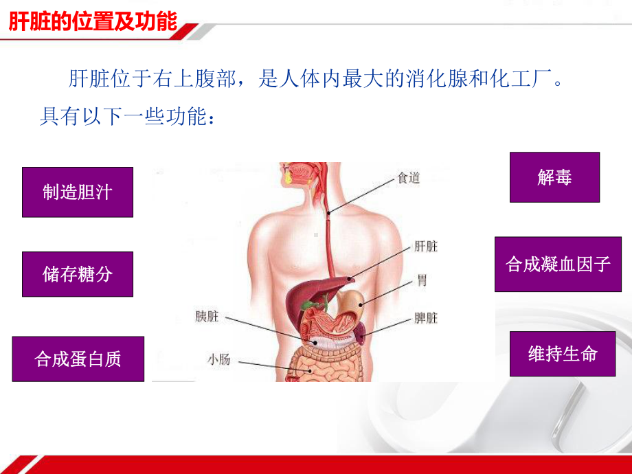 肝炎科普讲座PPT课件.ppt_第2页