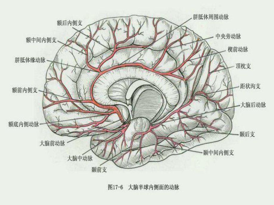 脑卒中的责任动脉及防治措施课件.ppt_第3页