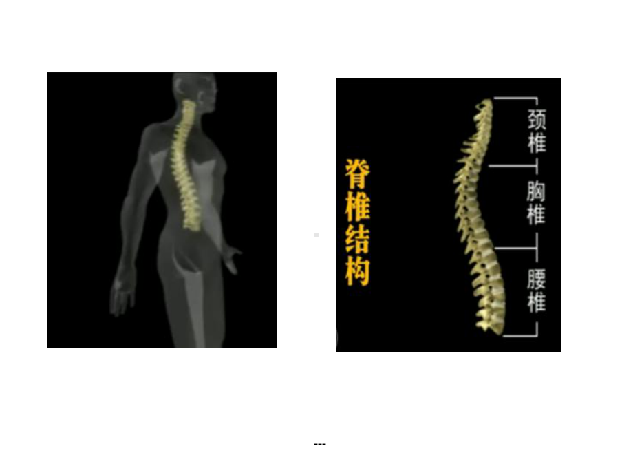 脊髓中枢神经解剖学课件.ppt_第1页