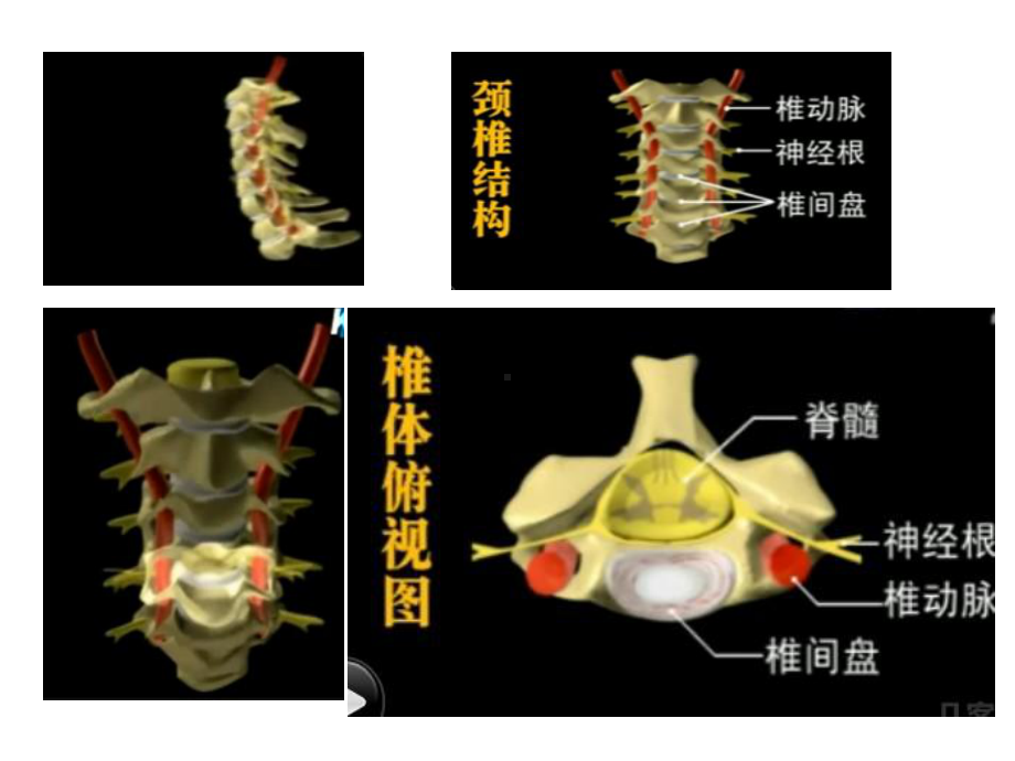 脊髓中枢神经解剖学课件.ppt_第2页