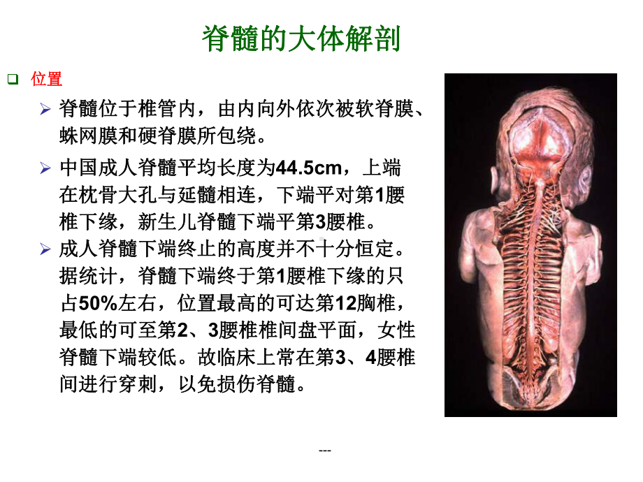 脊髓中枢神经解剖学课件.ppt_第3页