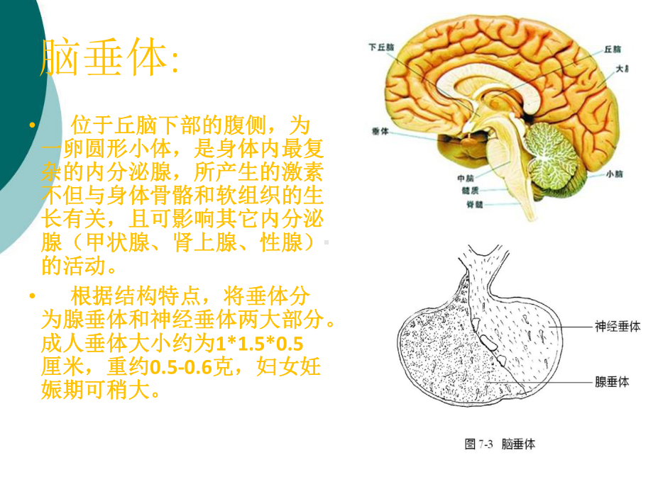 脑垂体瘤的治疗与护理PPT课件.ppt_第2页