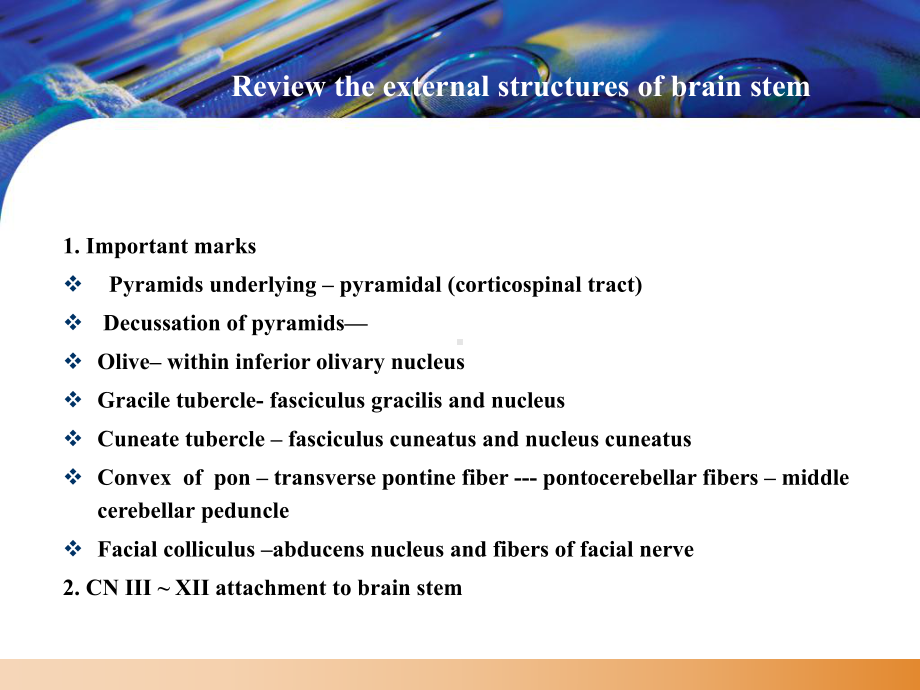 人体解剖学脑干Internalstructure课件.ppt_第2页