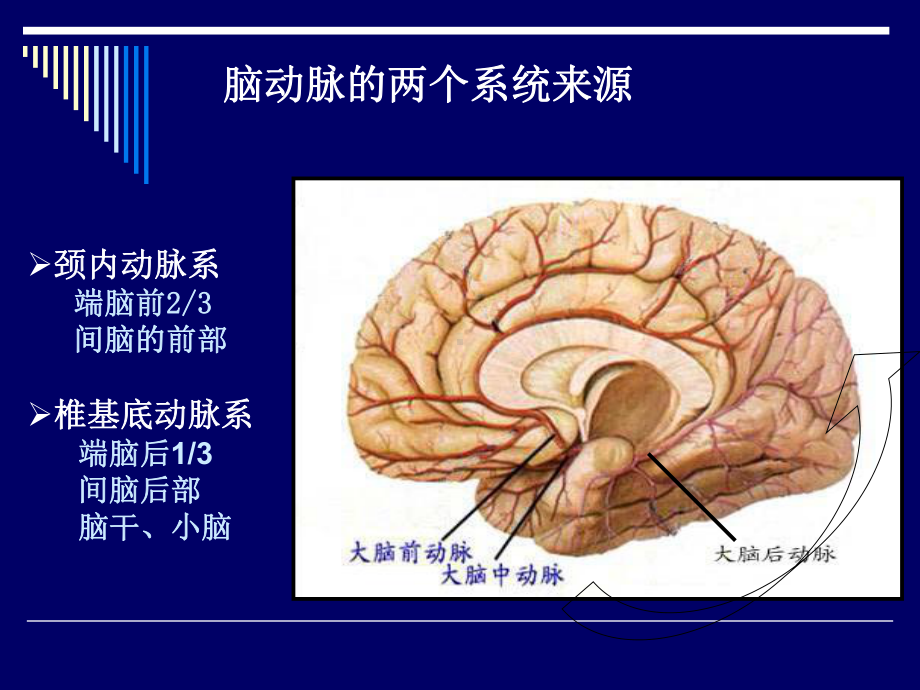 脑动脉解剖图课件.ppt_第3页