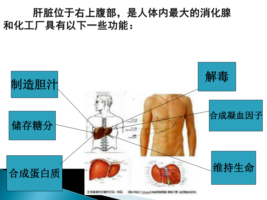 肝炎健康宣教课件.ppt_第3页