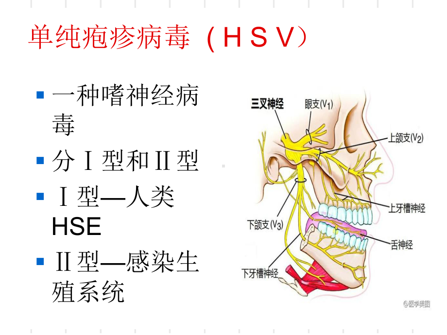 医学课件单纯疱疹病毒性脑炎.ppt_第2页