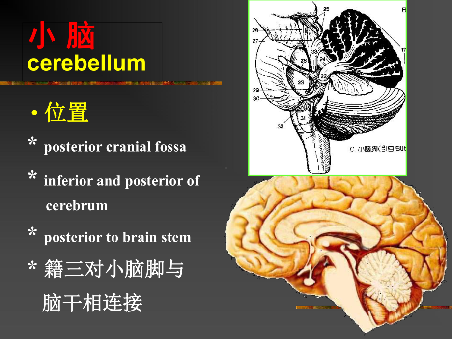 小脑血管和功能讲义课件.ppt_第2页