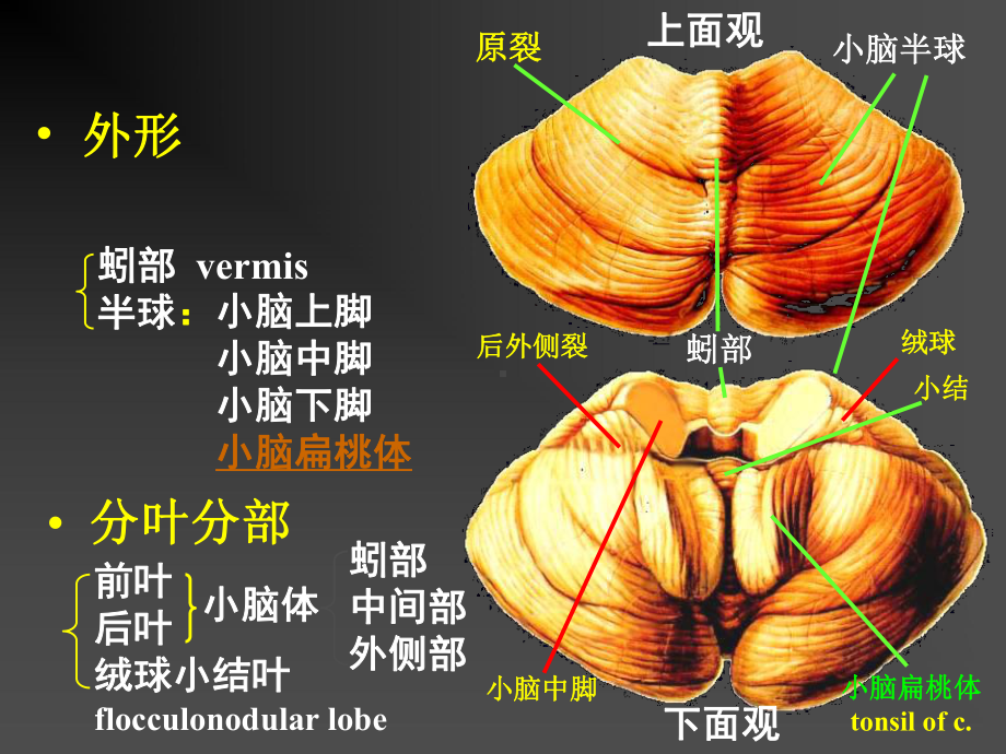 小脑血管和功能讲义课件.ppt_第3页