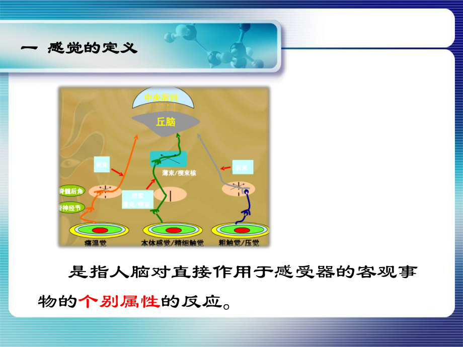 脑卒中偏瘫感觉障碍的康复课件.ppt_第2页