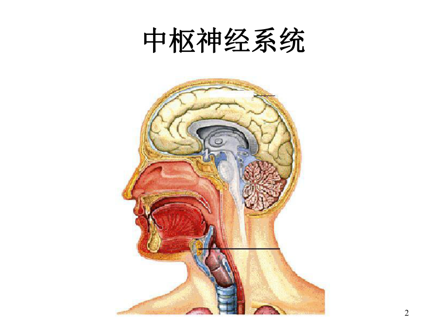 药物化学-第二章-中枢神经系统药物课件.ppt_第2页