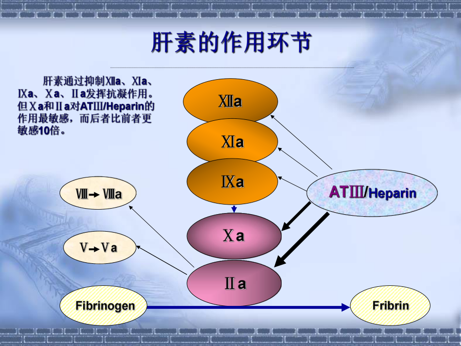 普通肝素和低分子量肝素ppt医学课件.ppt_第3页