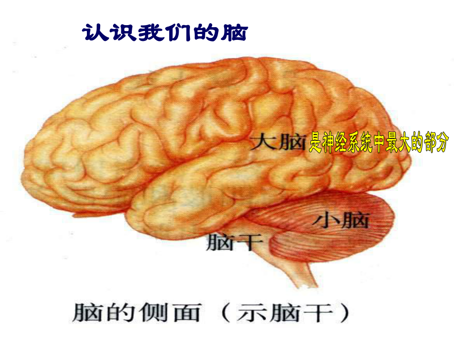 大脑皮层是神经系统的最高级中枢课件.ppt_第1页