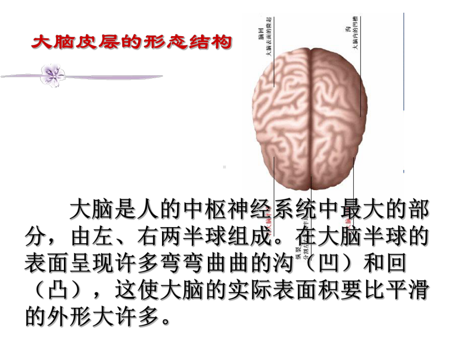 大脑皮层是神经系统的最高级中枢课件.ppt_第2页