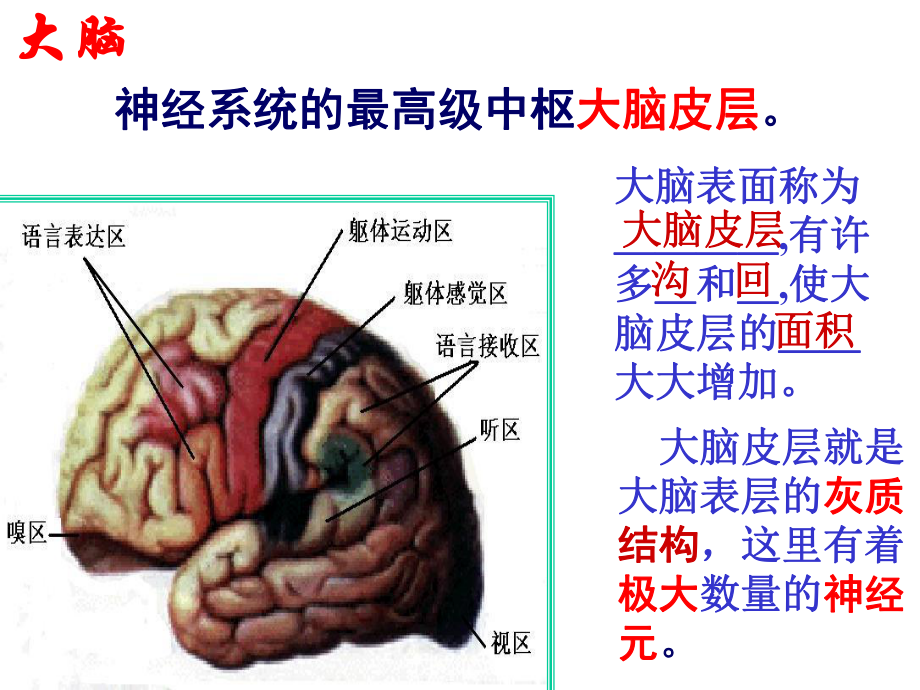 大脑皮层是神经系统的最高级中枢课件.ppt_第3页