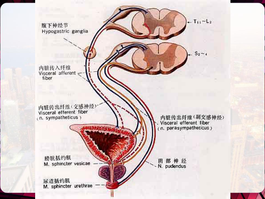 神经源性膀胱诊疗指南解读-PPT课件.pptx_第2页