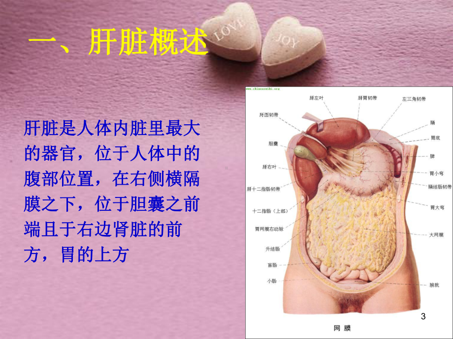 保护肝损伤功能性食品的开发PPT课件.ppt_第3页