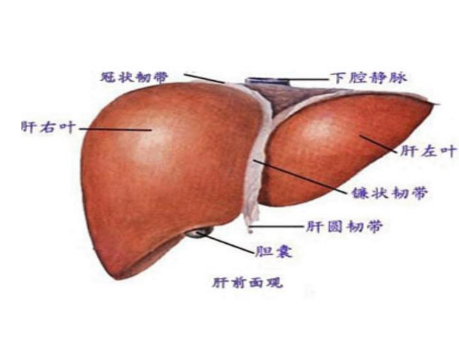 肝脏的解剖课件.pptx_第3页