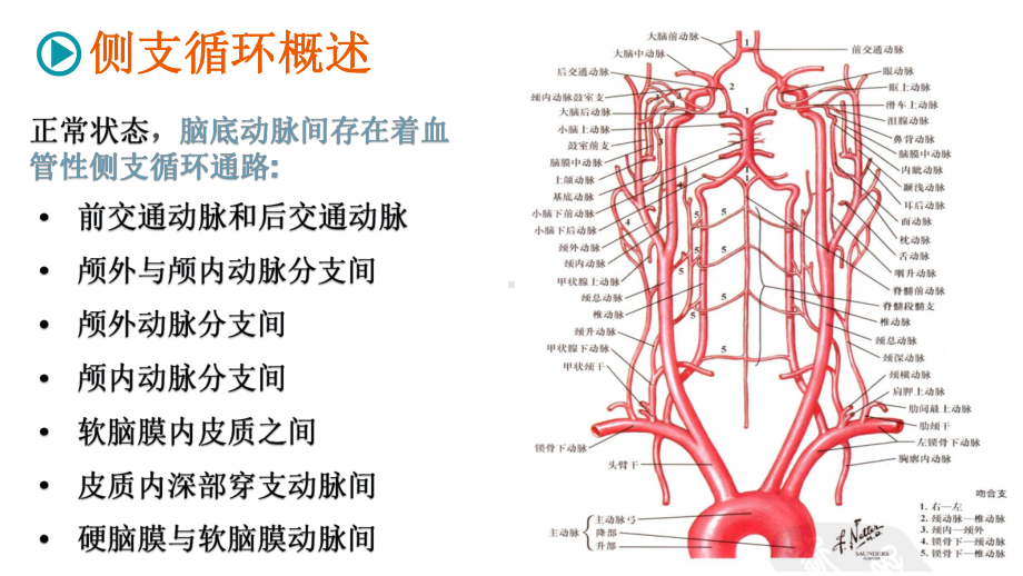 脑动脉侧支循环课件.pptx_第3页