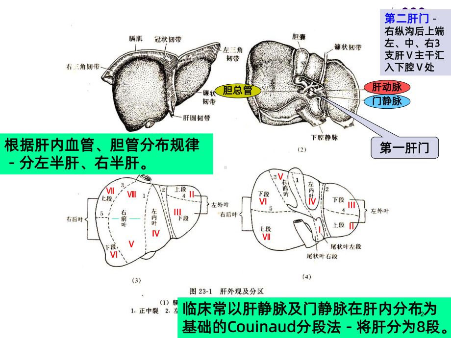 肝癌手术病人的护理PPT课件.ppt_第2页