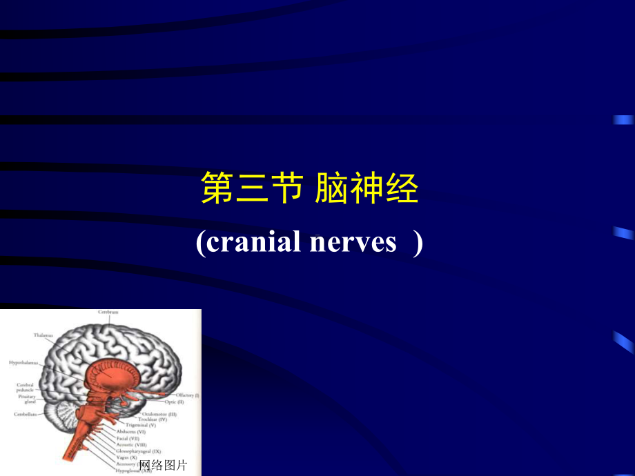 神经病学-神经系统的解剖、生理及病损的定位诊断-课件.ppt_第2页