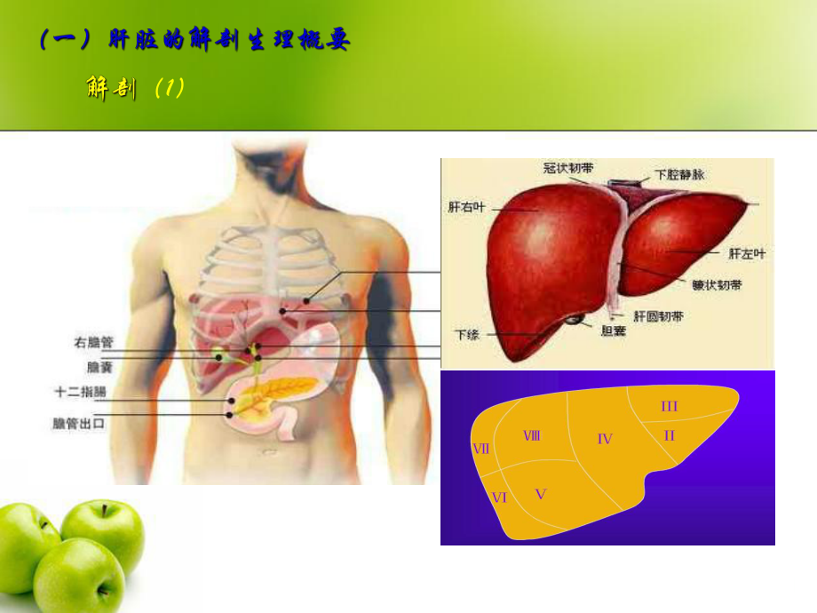 原发性肝癌病人的护理ppt课件1.ppt_第3页