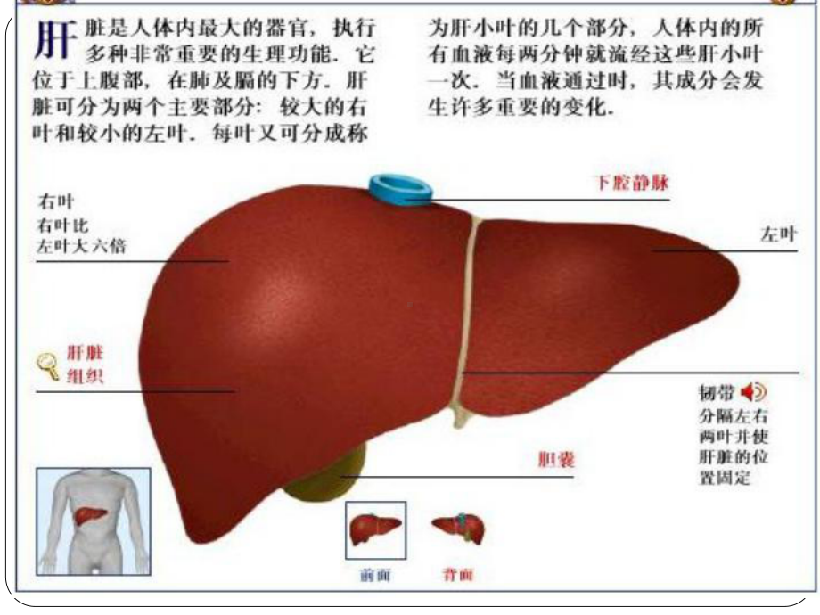 肝叶切除术护理查房ppt精选课件.ppt_第3页