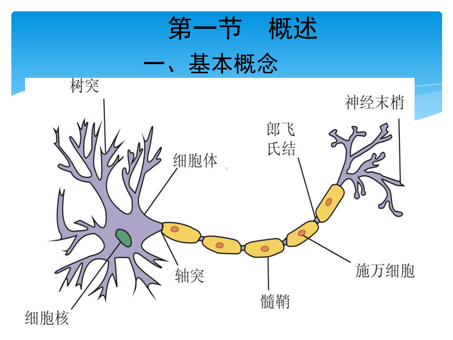 周围神经病损伤患者的康复课件.pptx_第2页