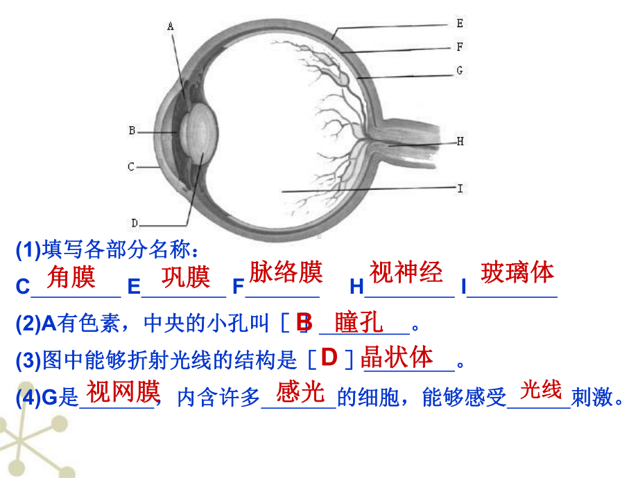 七下生物神经系统的组成课件.ppt_第1页