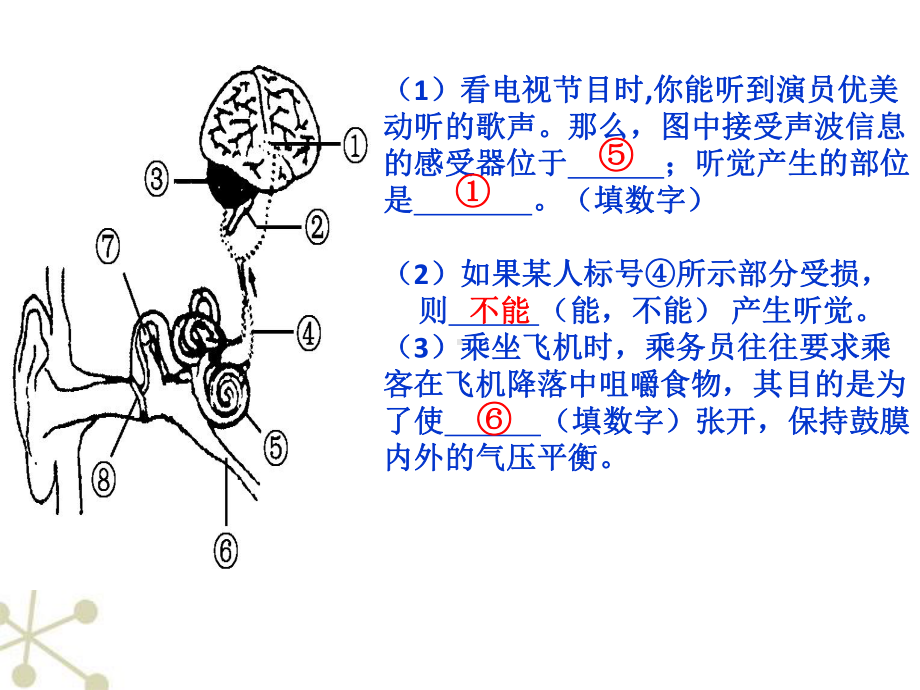 七下生物神经系统的组成课件.ppt_第2页