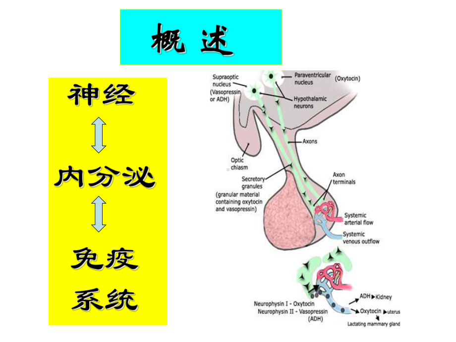 神经-内分泌-免疫课件.ppt_第2页